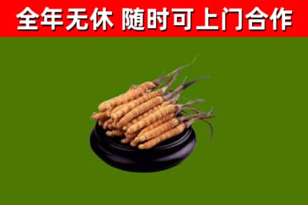 徐州回收散虫草