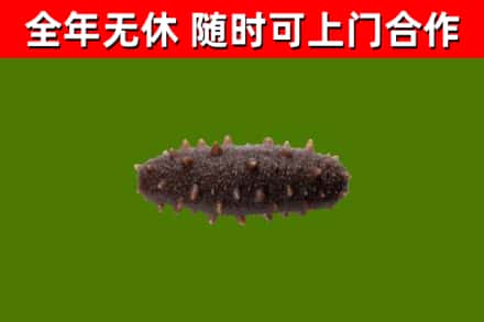 徐州回收海参干